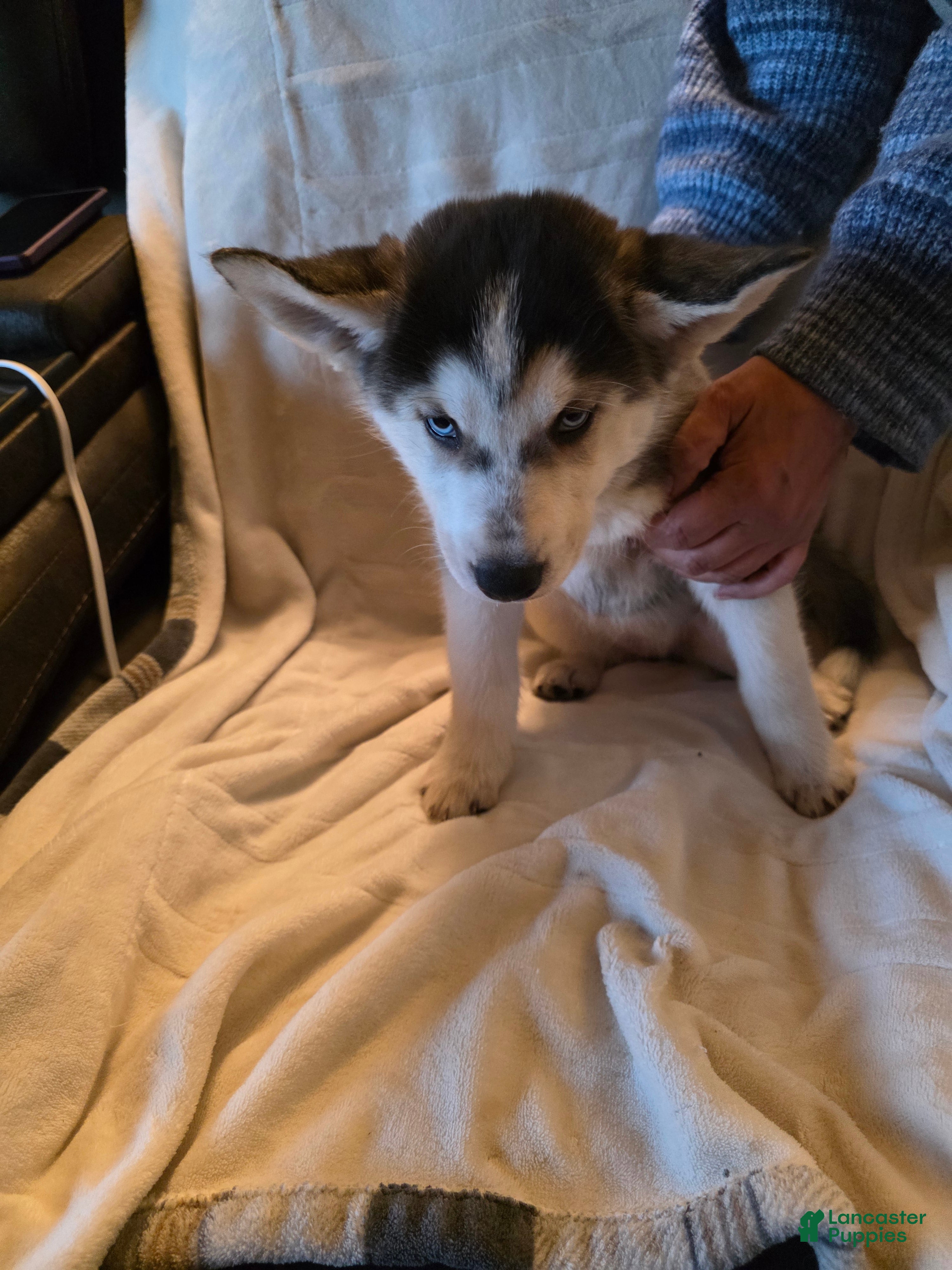 Siberian Husky dogs Laila - Ad 2