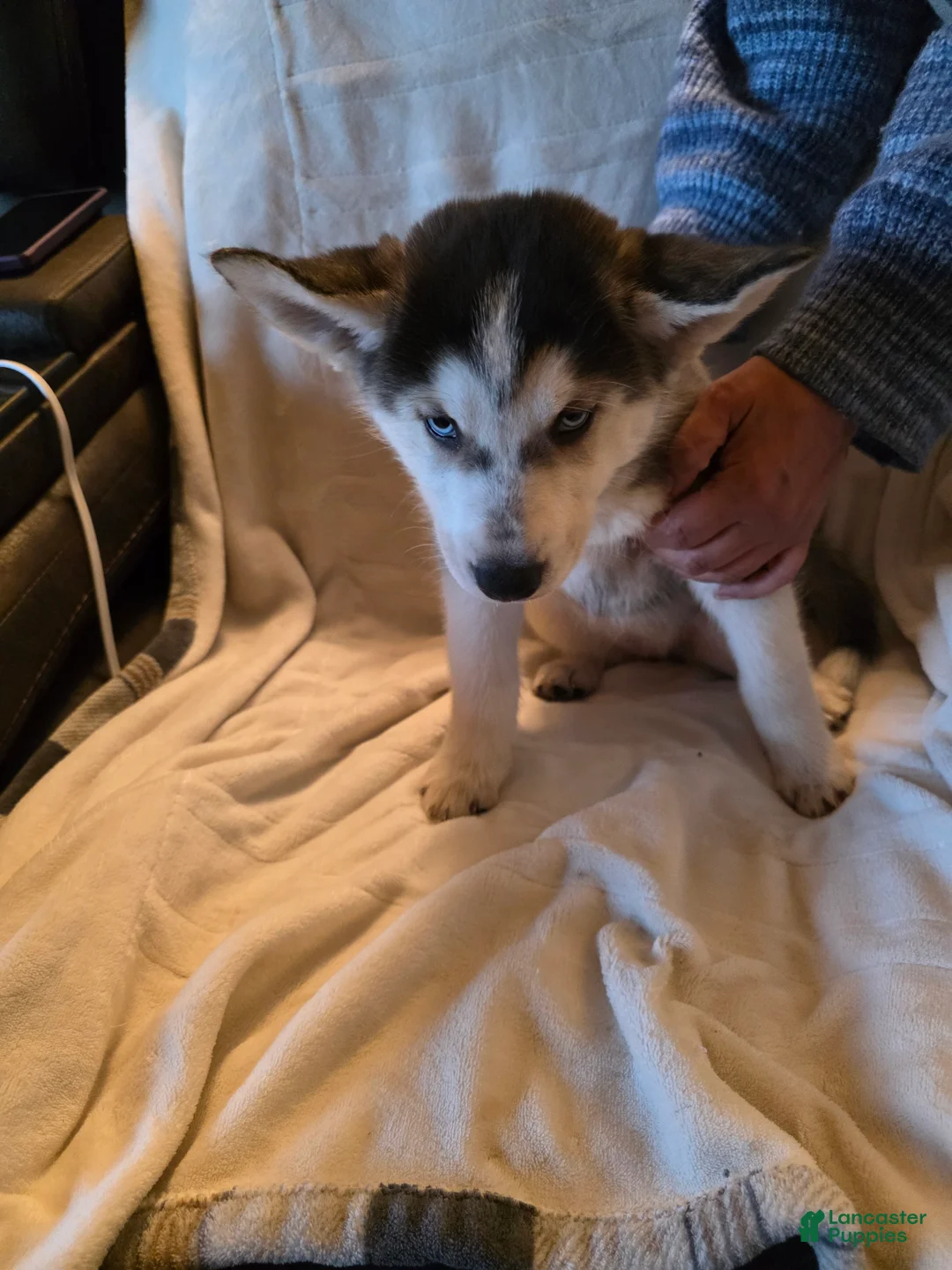 Siberian Husky dogs for sale: Laila - Ad 2