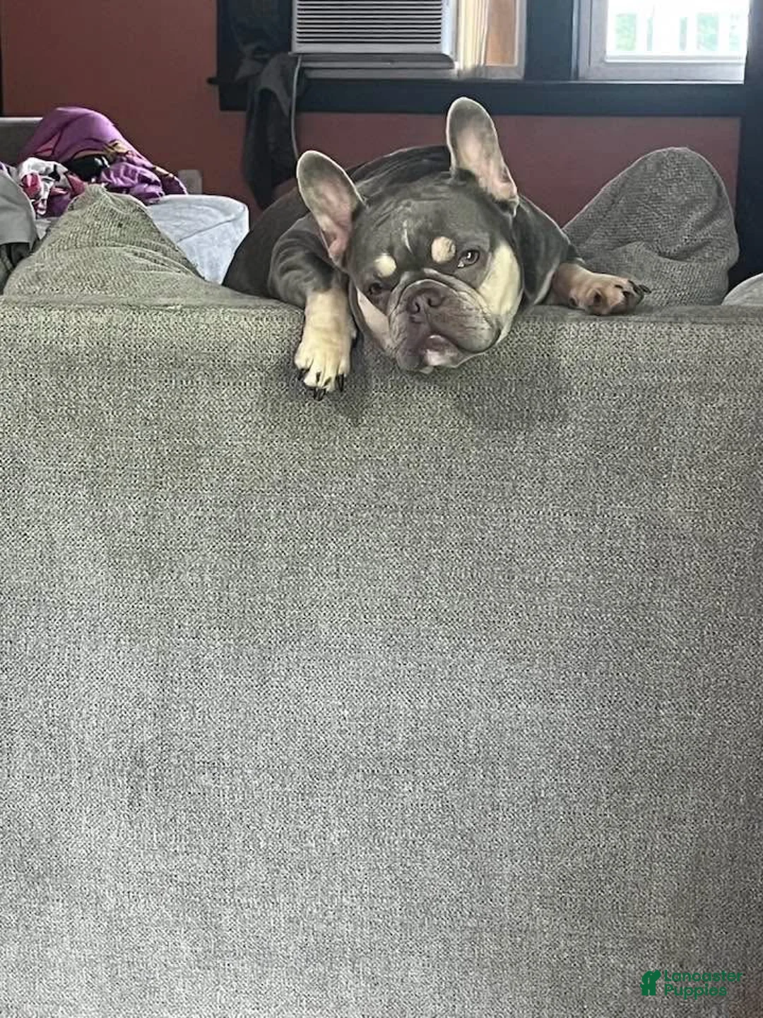 French Bulldog dogs for sale: French Bulldog 1 - Ad 3