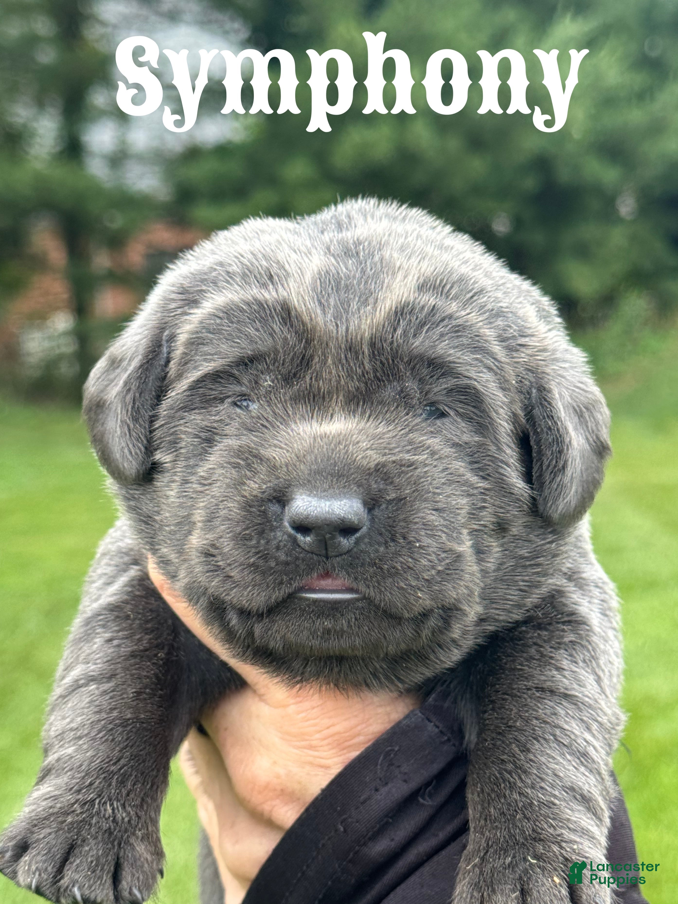 Labrador Retriever dogs Labrador Retriever 1 - Ad 1