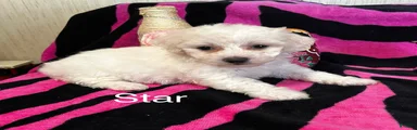 Bichon Frise 4 star