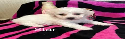 Bichon Frise dogs for sale: Bichon Frise 4 star - Ad 1