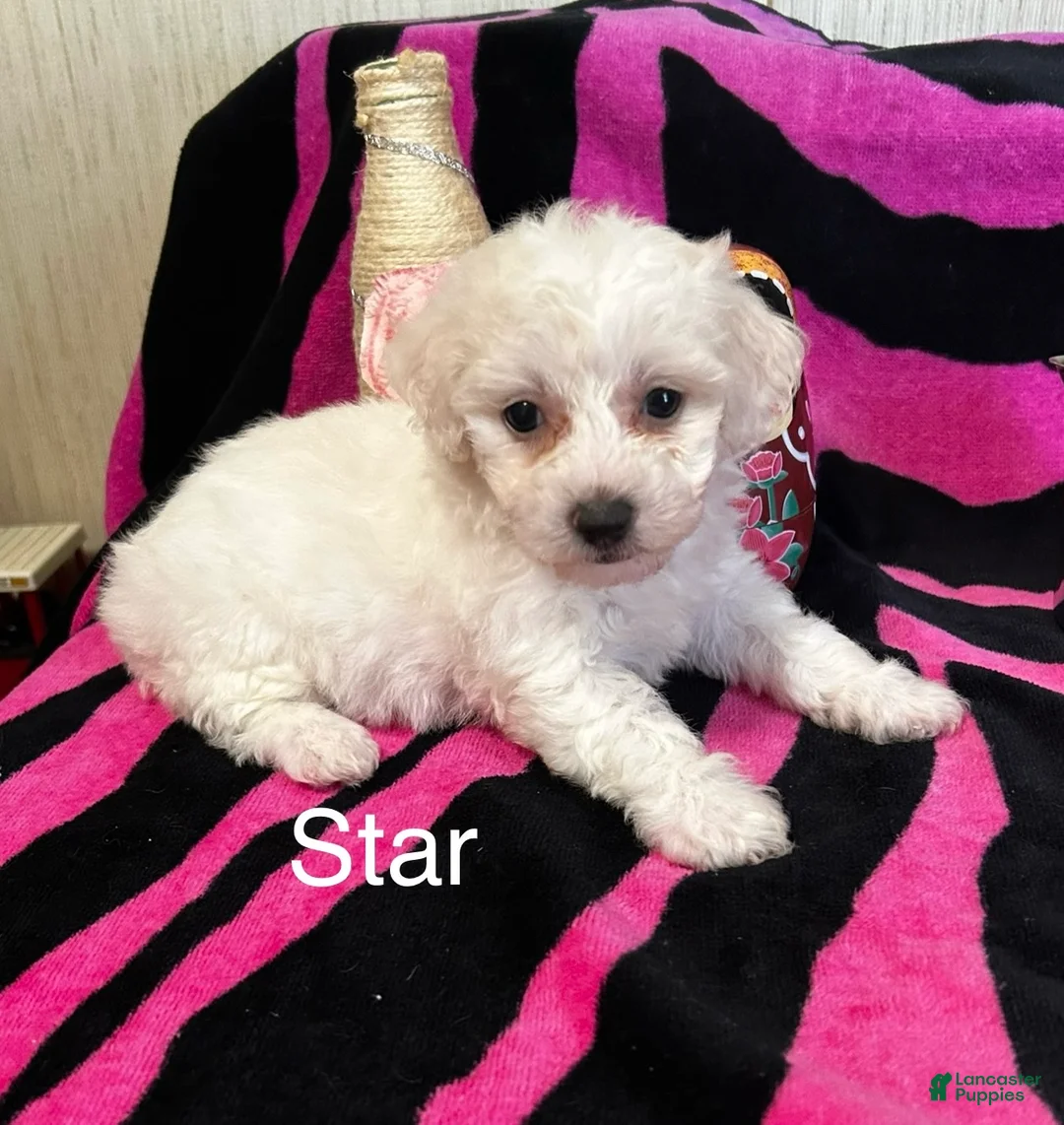 Bichon Frise dogs for sale: Bichon Frise 4 star - Ad 1