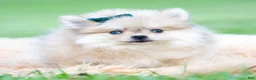 Pomeranian dogs for sale: Max - Ad 2