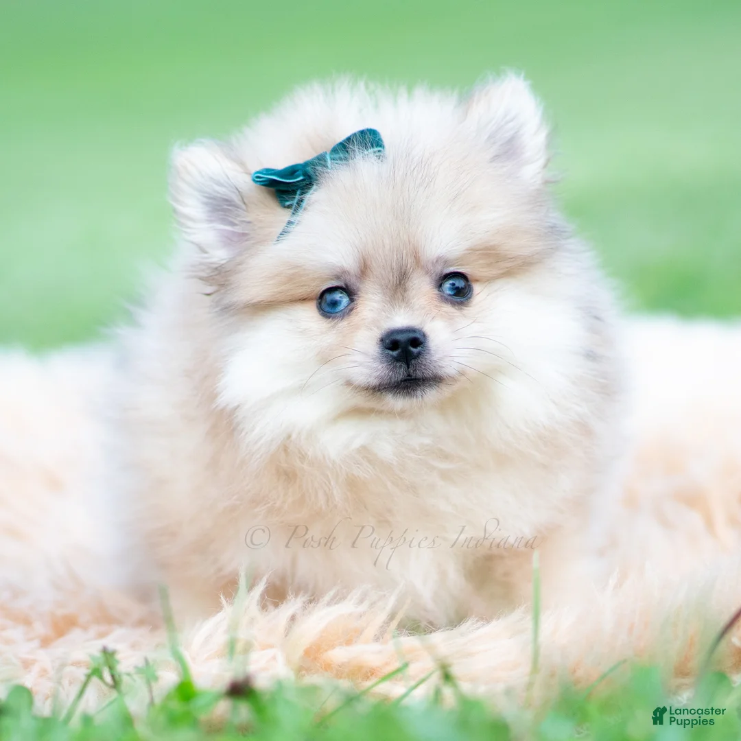 Pomeranian dogs for sale: Max - Ad 2
