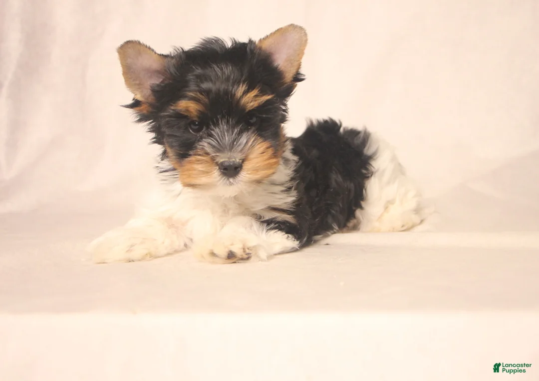 Biewer Terrier dogs for sale: Sparky - Ad 1