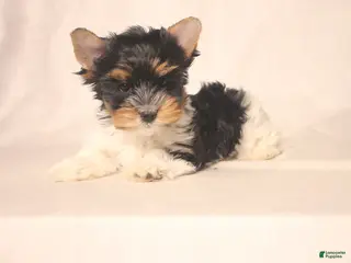 Biewer Terrier dogs for sale: Sparky - Ad 4