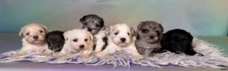 Schnoodle dogs for sale: Paxton - Ad 9