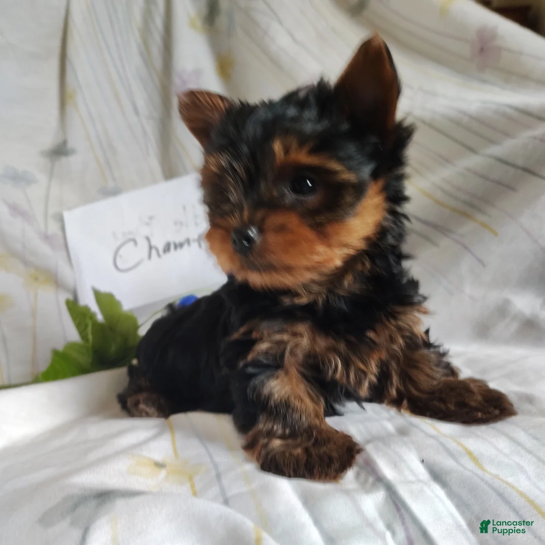 Yorkshire Terrier dogs for sale: Charlie - Ad 16
