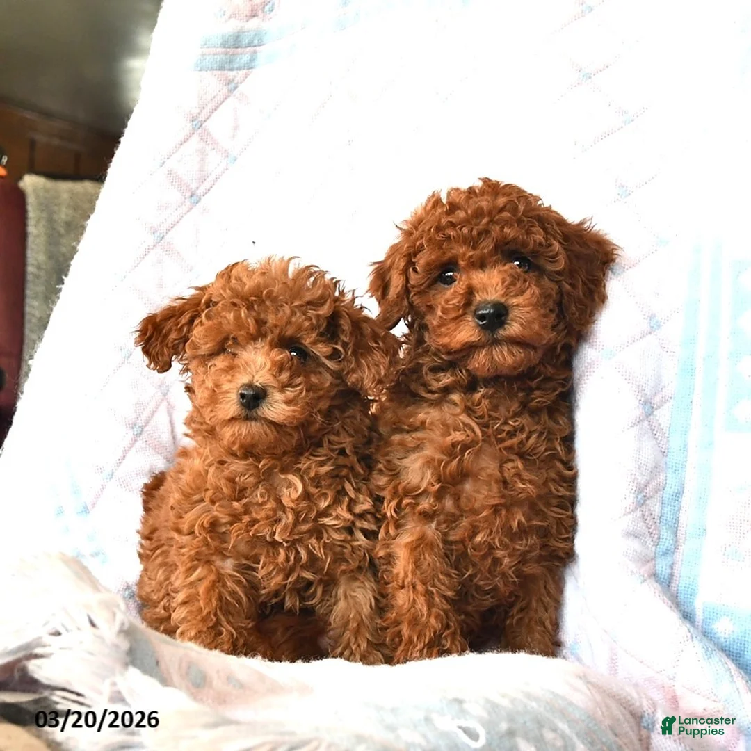 Toy Poodle dogs for sale: Beauty  - Ad 5