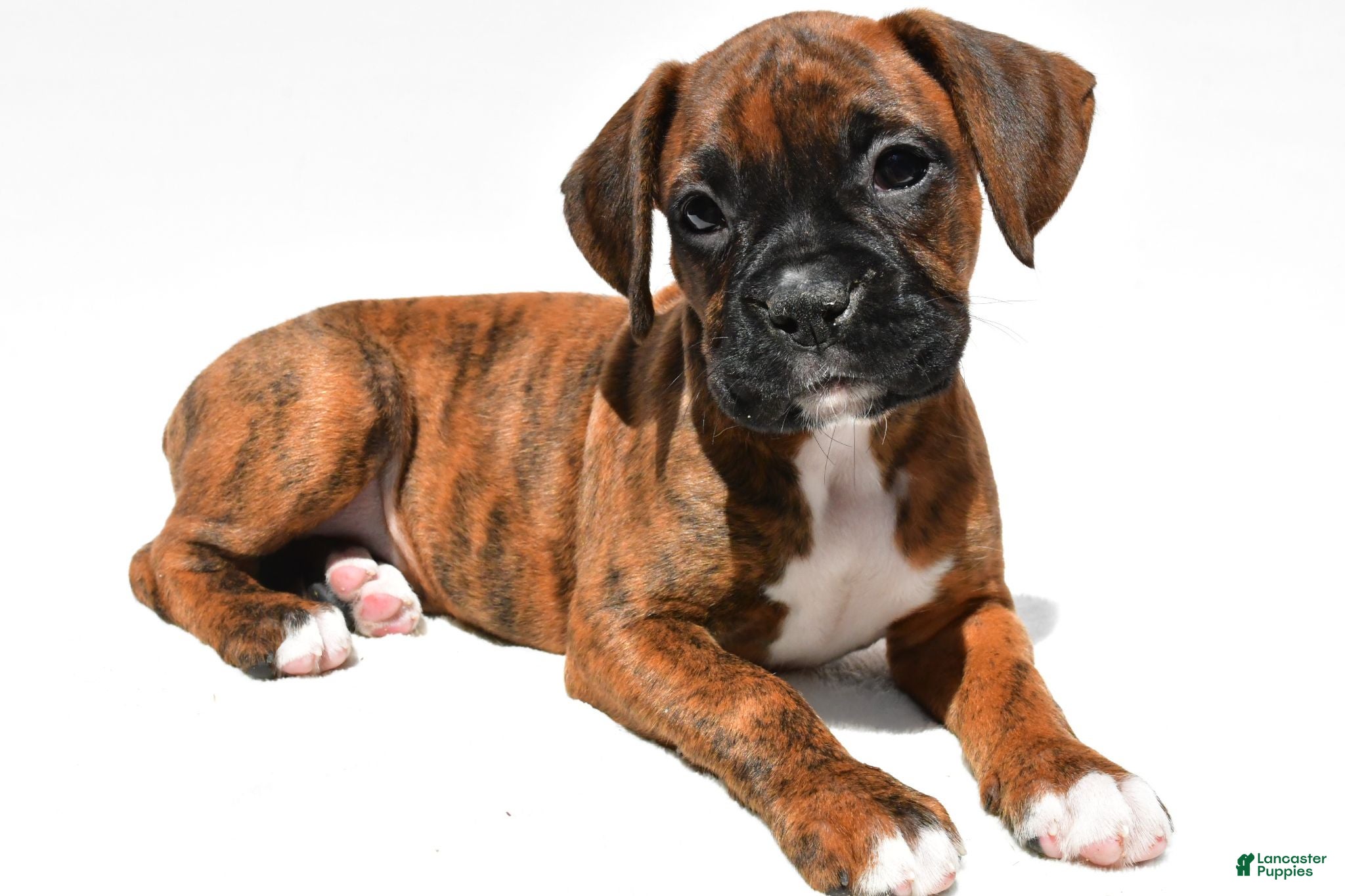 Boxer dogs Sadie - Ad 1