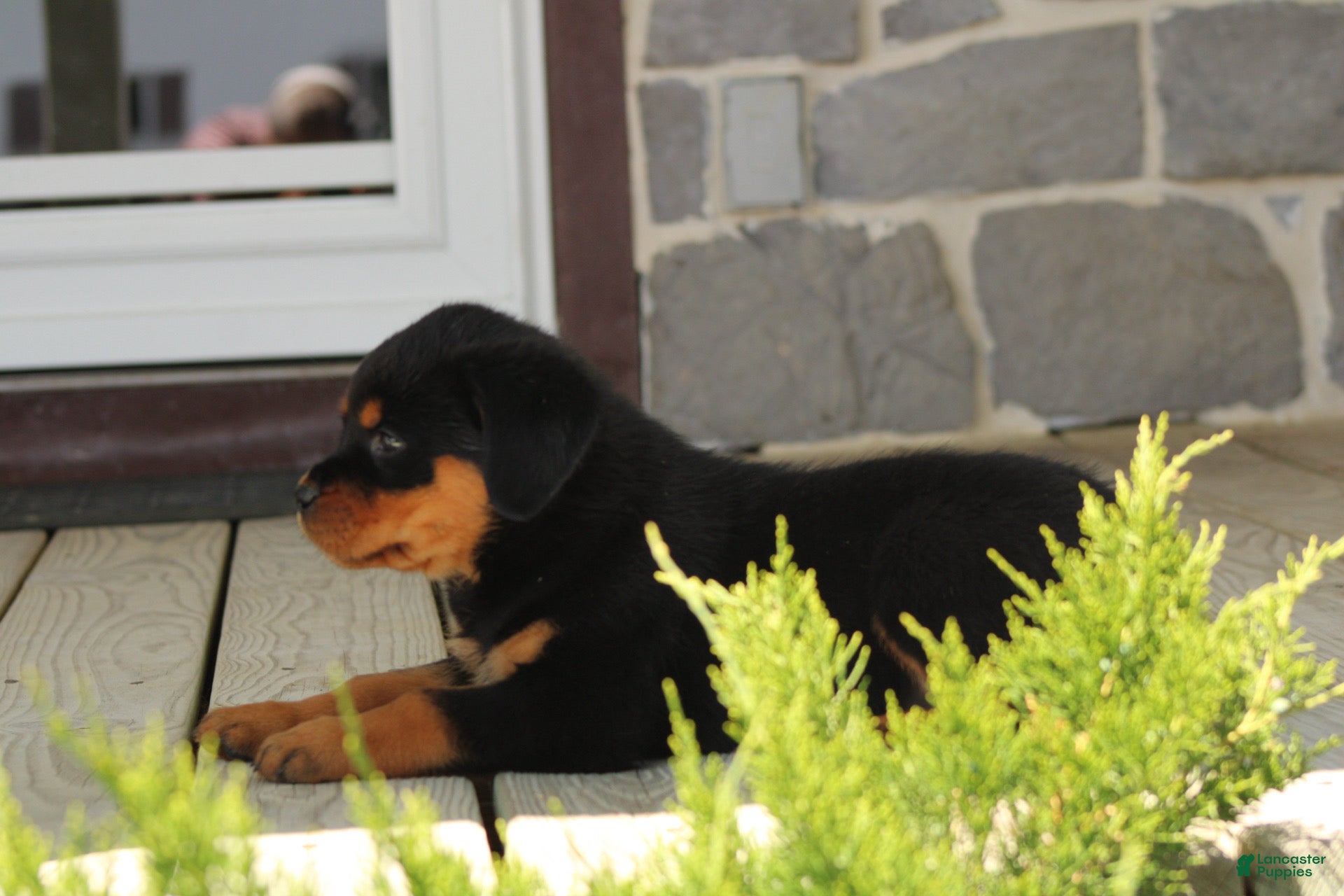 Rottweiler dogs for sale: Dutin - Ad 7