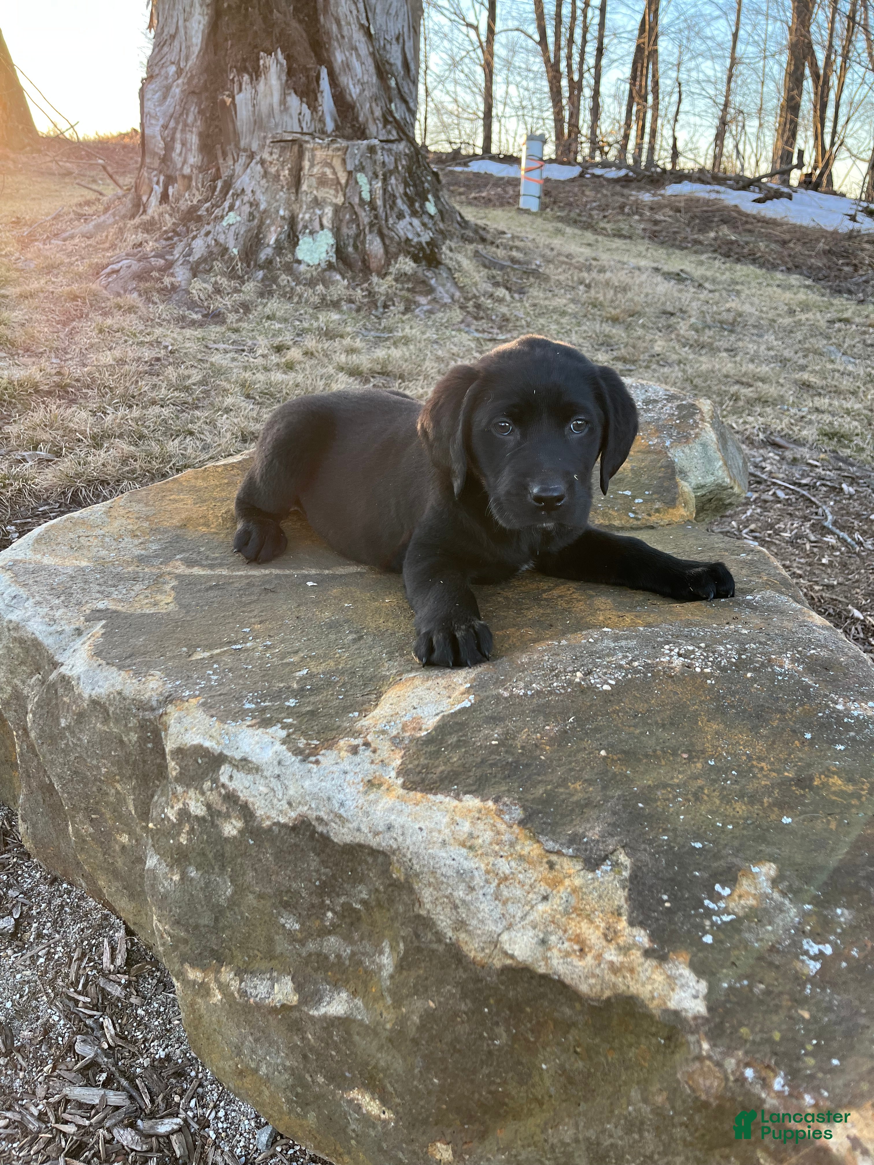 Labrador Retriever dogs Ace - Ad 23