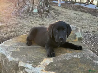 Labrador Retriever dogs Ace - Ad 23