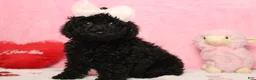 Toy Poodle dogs for sale: Onyx - Ad 2