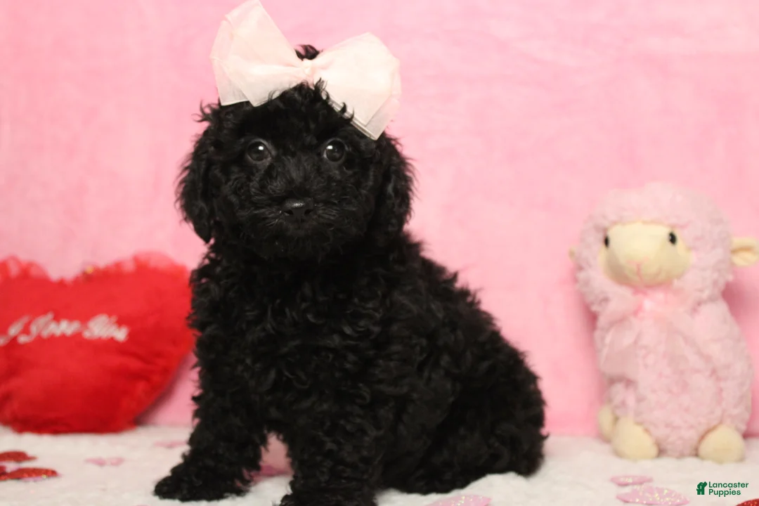 Toy Poodle dogs for sale: Onyx - Ad 2