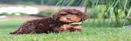 Cockapoo dogs for sale: Seth - Ad 3