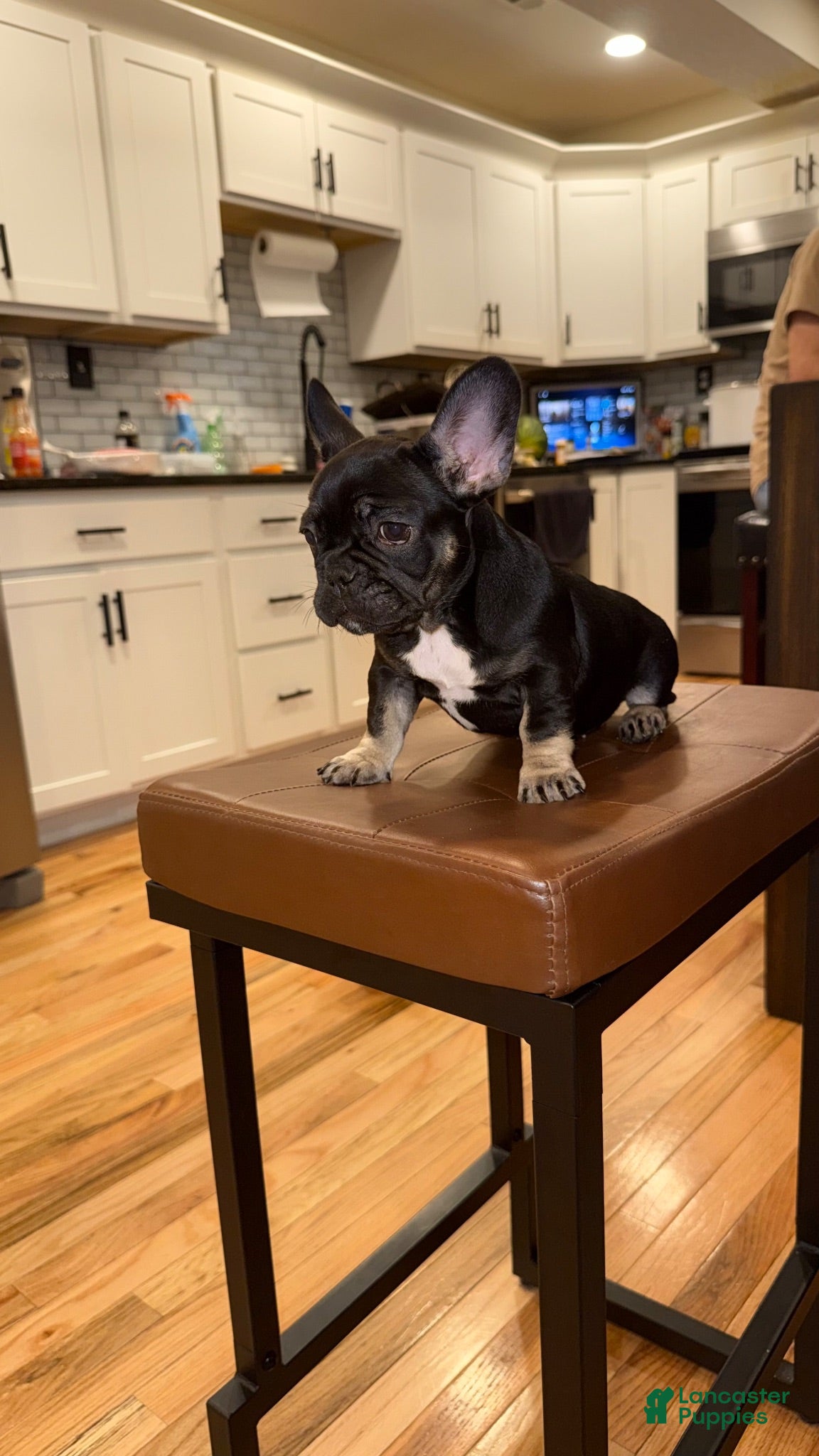 French Bulldog dogs for sale: Sapphire - Ad 2