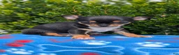 Chihuahua dogs for sale: Yogi - Ad 8