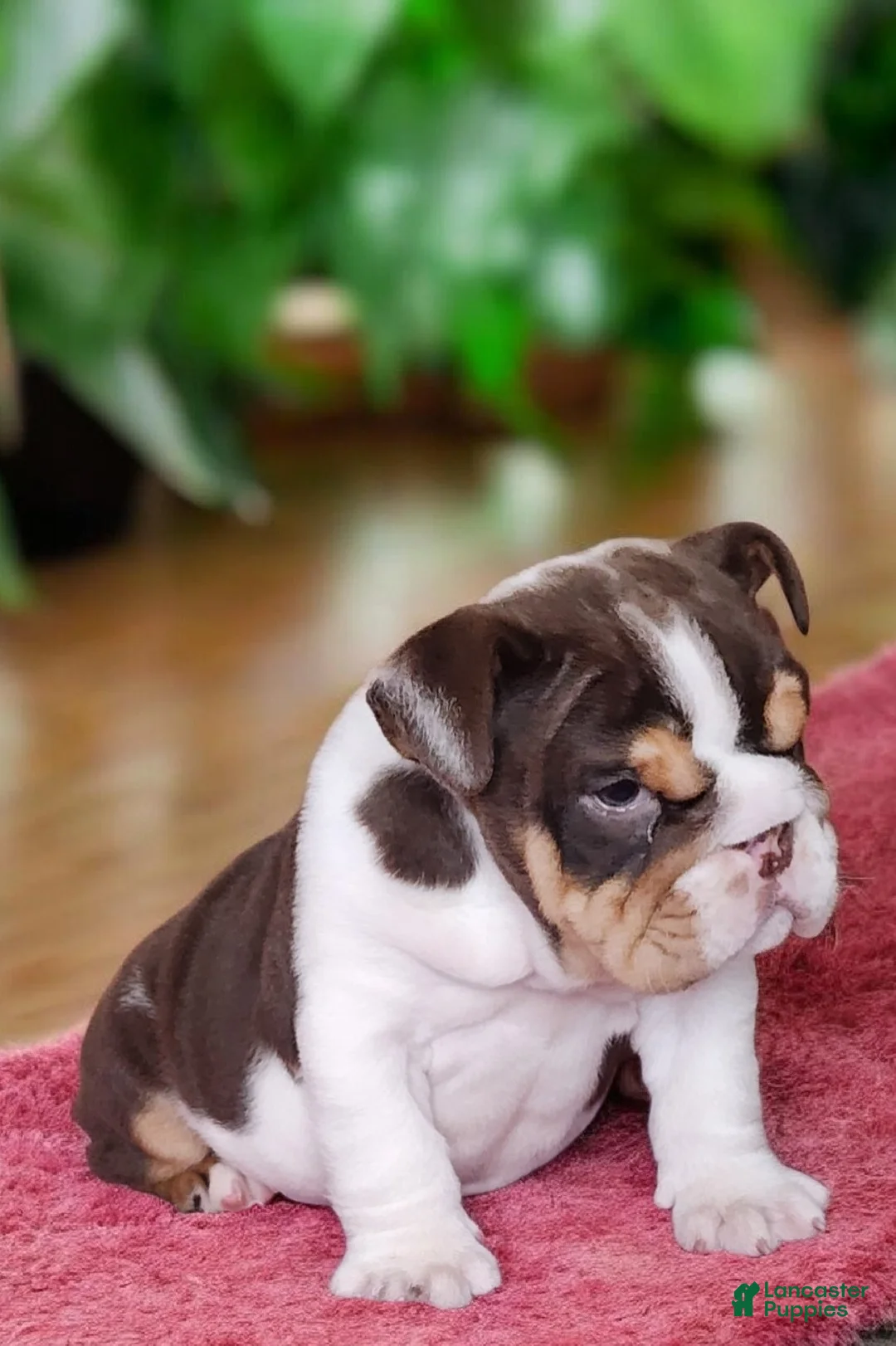 English Bulldog dogs for sale: Health clear Snickers  - Ad 3