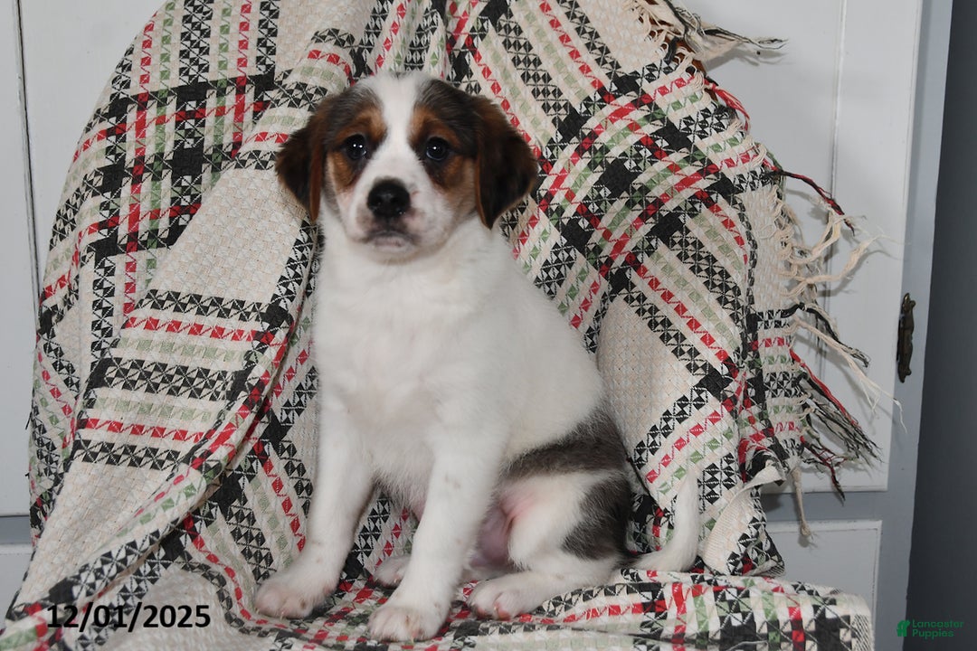 Mixed Breed dogs for sale: Bentley - Ad 4