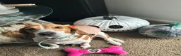 Beagle dogs for sale: Turbo - Ad 8