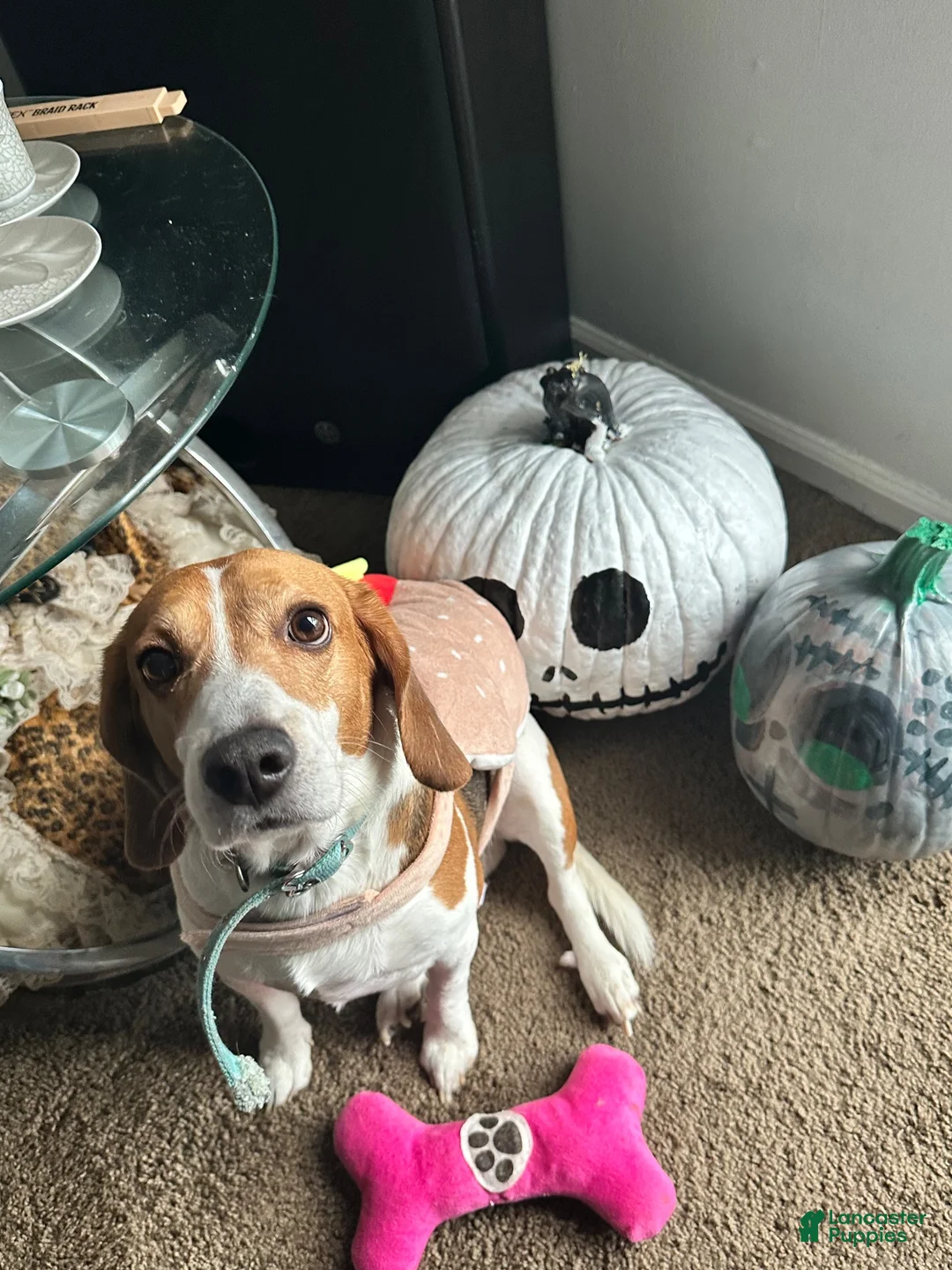 Beagle dogs for sale: Turbo - Ad 8