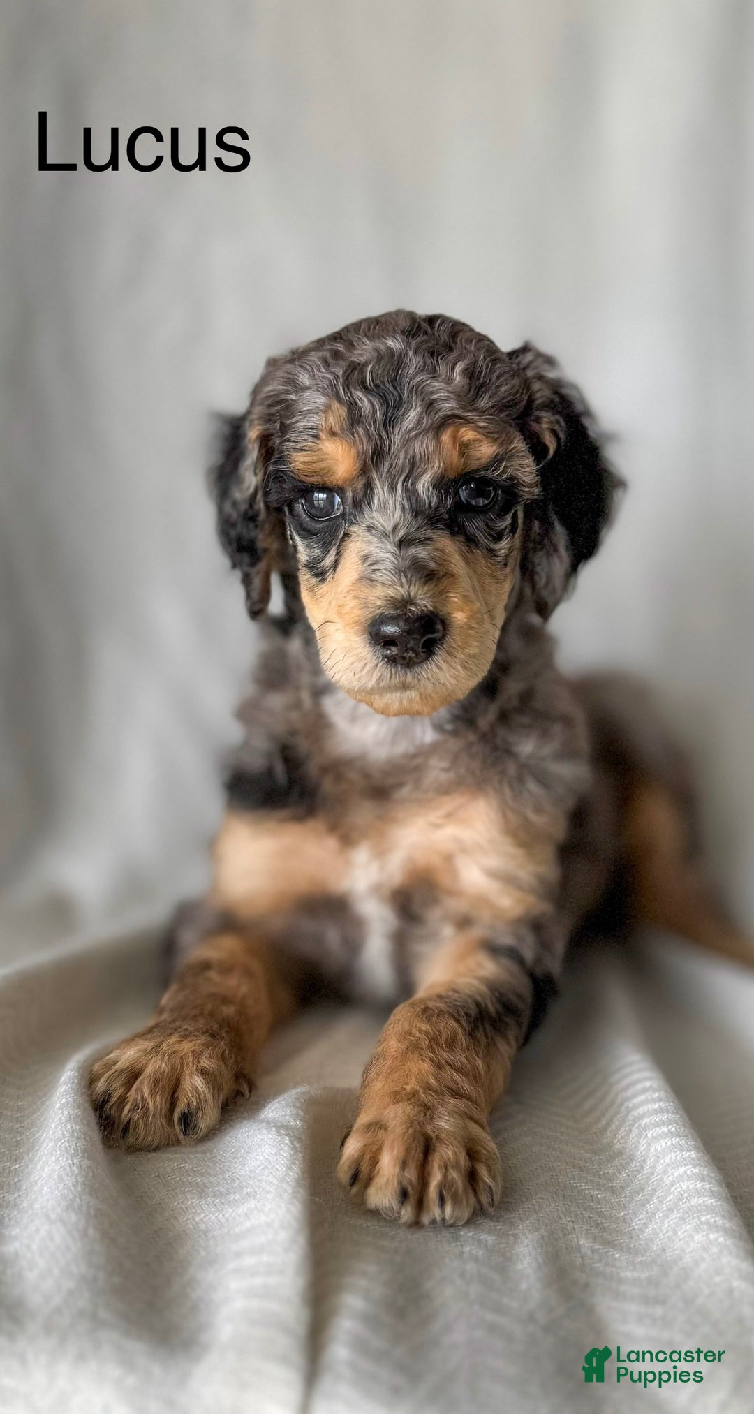 Standard Poodle dogs for sale: Standard Poodle Puppy 2 Luke aka lucus - Ad 1