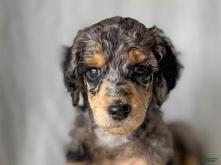 Standard Poodle dogs for sale: Standard Poodle Puppy 2 Luke aka lucus - Ad 1