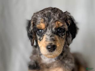 Standard Poodle dogs Standard Poodle Puppy 2 Luke aka lucus - Ad 41