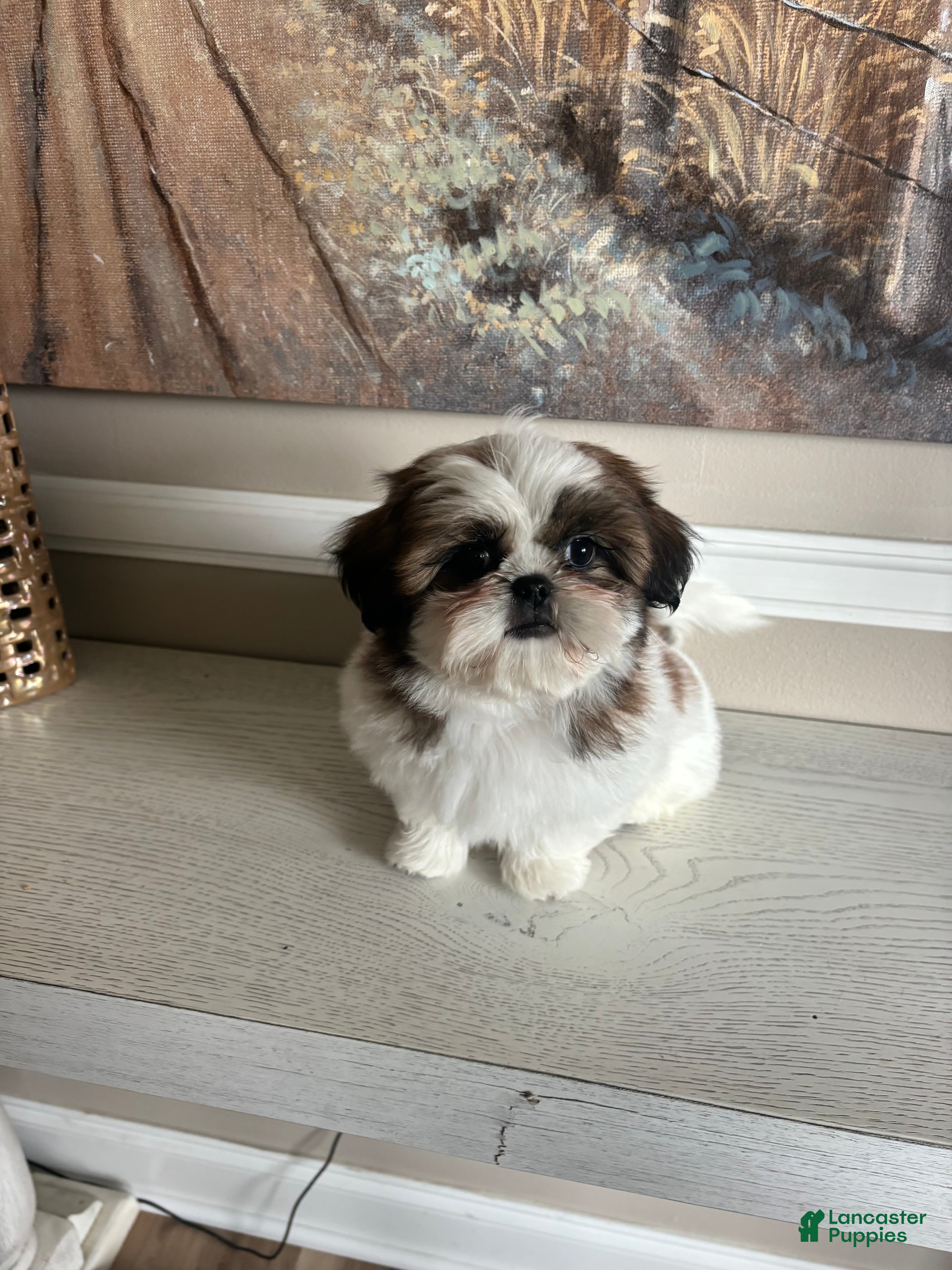 Shih Tzu dogs Merideth - Ad 9