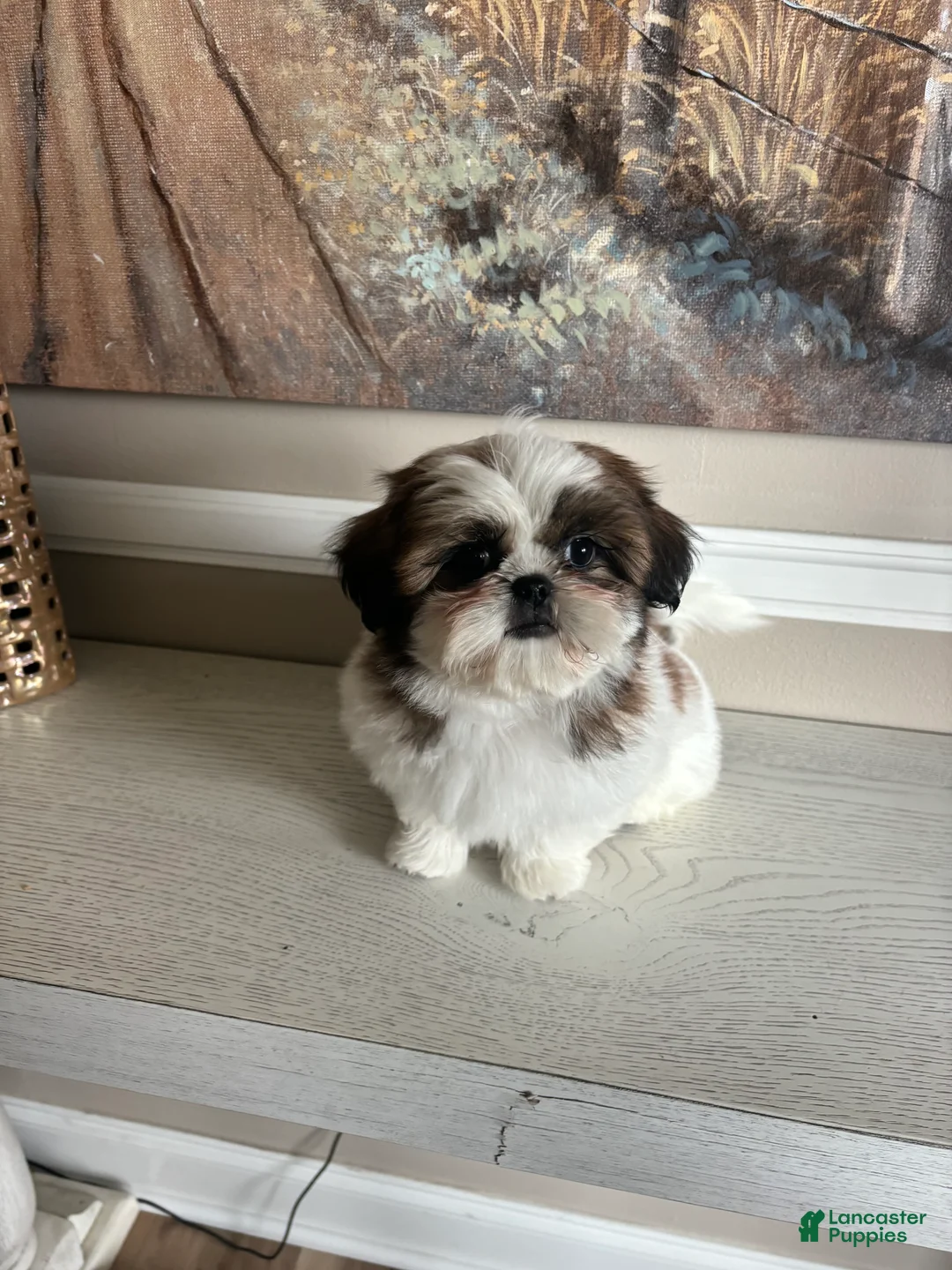 Shih Tzu dogs for sale: Merideth - Ad 1