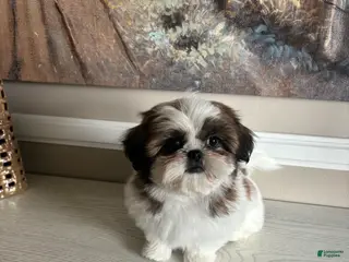 Shih Tzu dogs Merideth - Ad 29