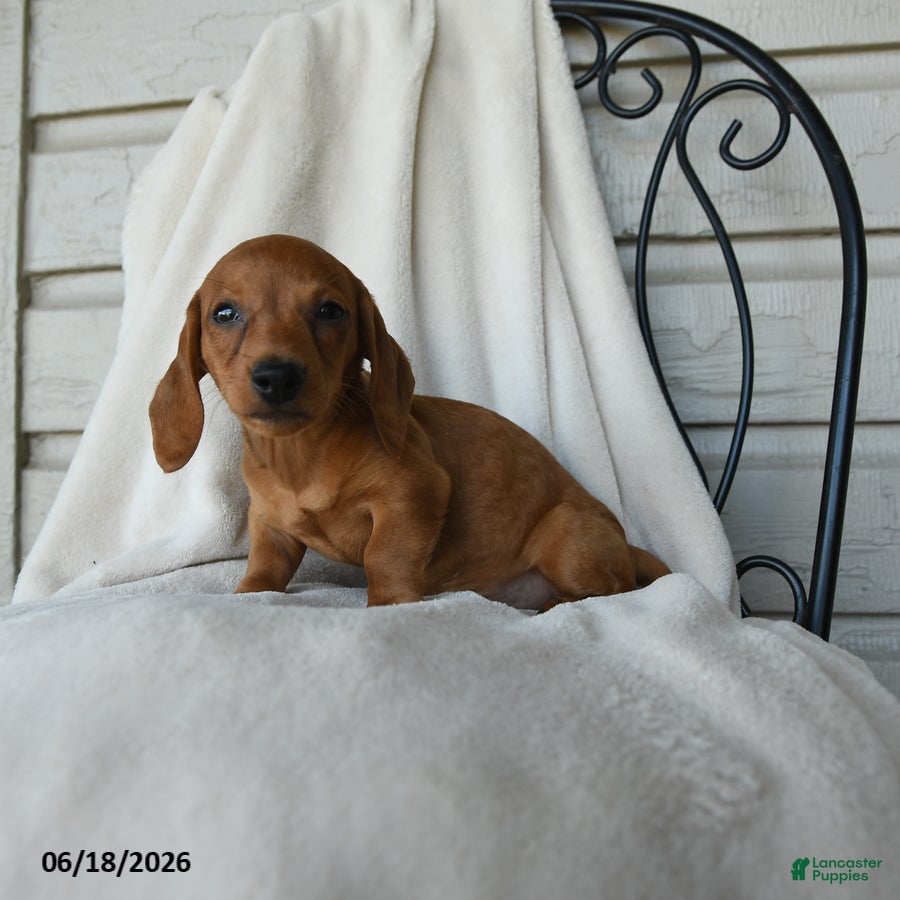 Dachshund dogs Asher - Ad 2