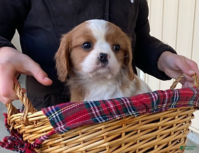 Cavalier King Charles Spaniel dogs Star - Ad 1