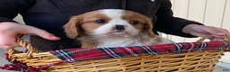 Cavalier King Charles Spaniel dogs for sale: Star - Ad 1
