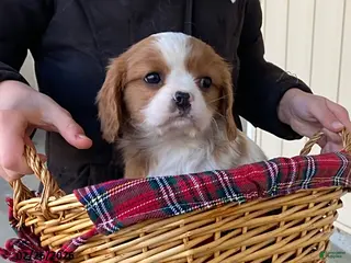 Cavalier King Charles Spaniel dogs for sale: Star - Ad 1