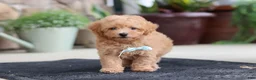 Maltipoo dogs for sale: Kevin - Ad 7