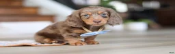 Miniature Dachshund dogs for sale: Champ - Ad 9