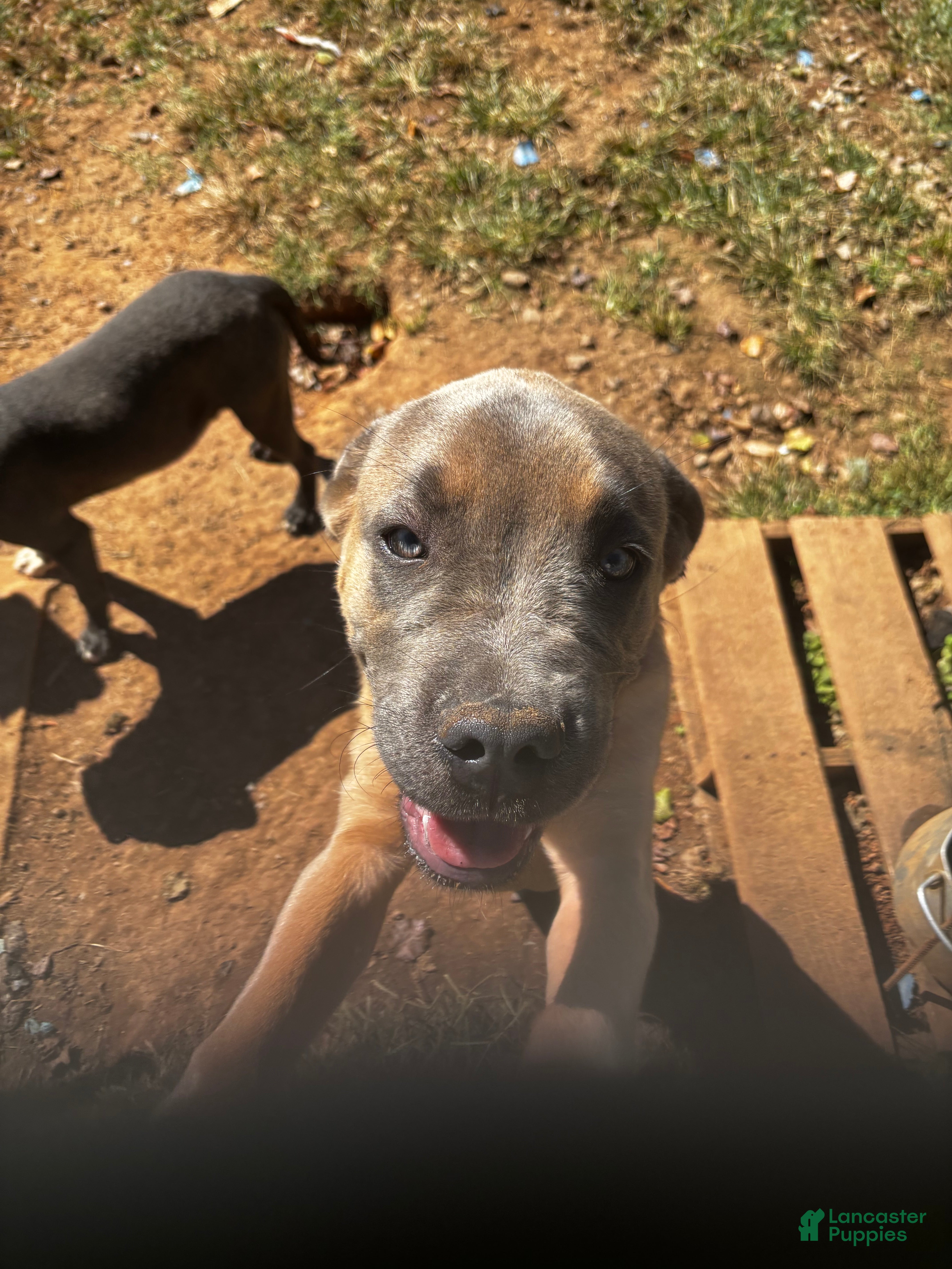 Cane Corso dogs for sale: Cane Corso 2 - Ad 1