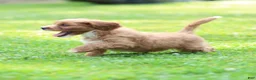 Cavapoo dogs for sale: Jasper Cavapoo  - Ad 15