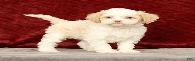 Wilson
