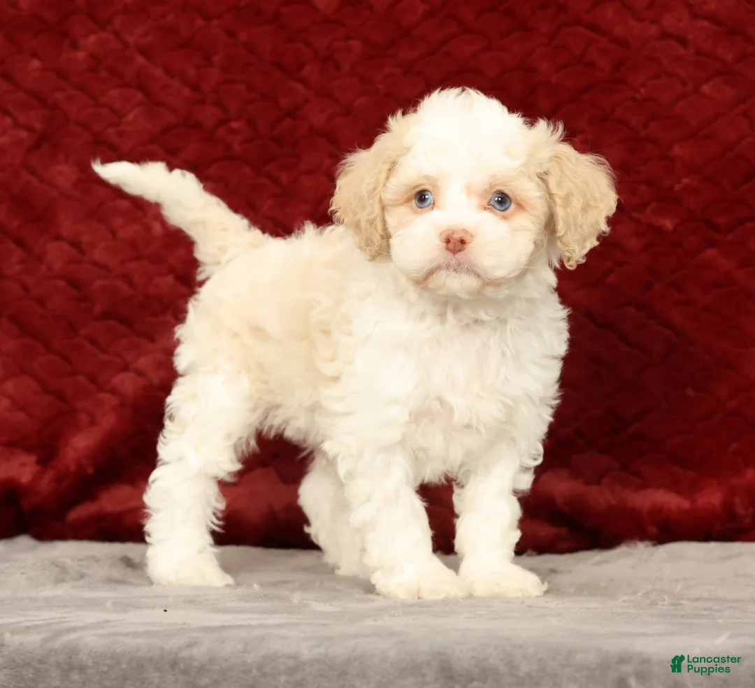 Cavapoo dogs for sale: Wilson - Ad 1