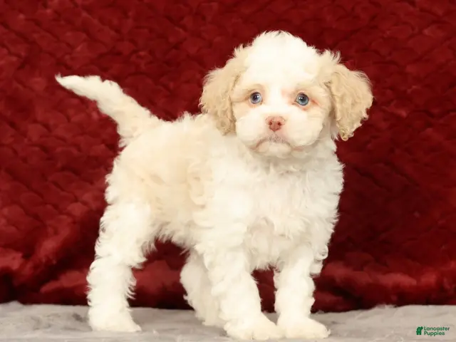 Cavapoo dogs for sale: Wilson - Ad 1