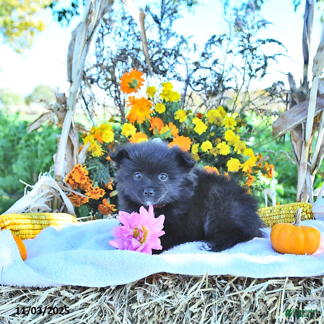 Mixed Breed dogs for sale: Daisy - Ad 6