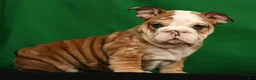 English Bulldog dogs for sale: Diesel - Ad 3