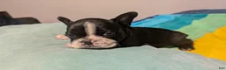 Frenchton dogs for sale: Dianna - Ad 2