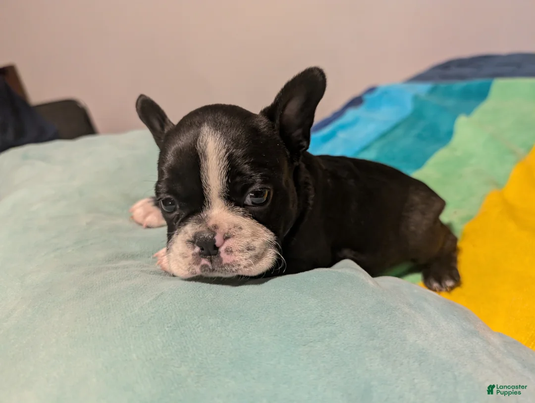 Frenchton dogs for sale: Dianna - Ad 2