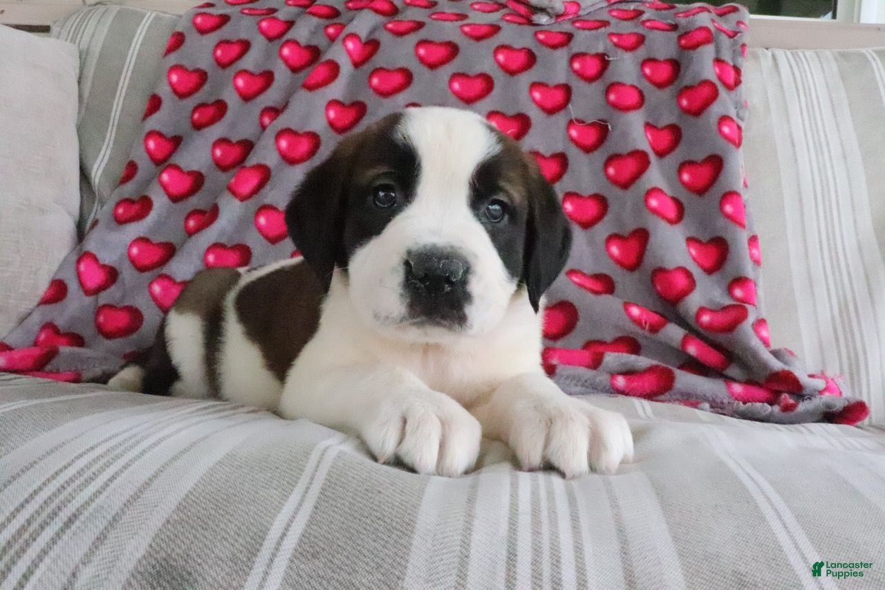 Saint Bernard dogs for sale: Summer - Ad 1