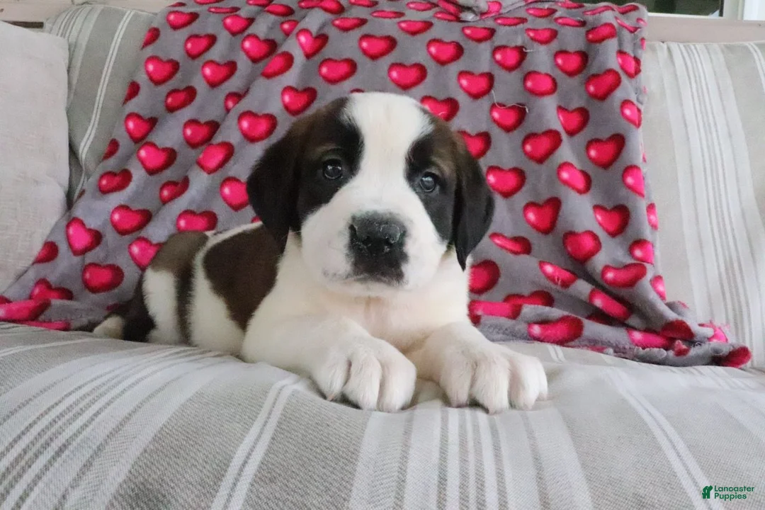 Saint Bernard dogs for sale: Summer - Ad 1